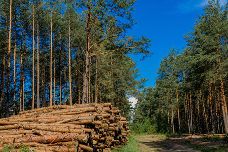 Stacked tree logs of pine wood in forest. Forest felling. Timber storage.の写真素材