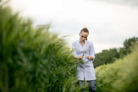 Young woman agronomist in white coat squatting in green wheat field and checking crop quality.の写真素材