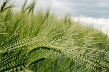 Ripening ears of meadow wheat field. Rich harvest Concept. Ears of green wheat close upの写真素材