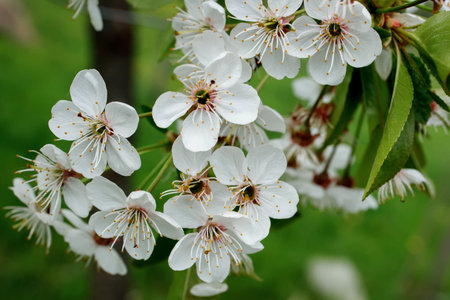 White blossom on the tree blooming in the early spring, blurred backgroung. High quality photo.