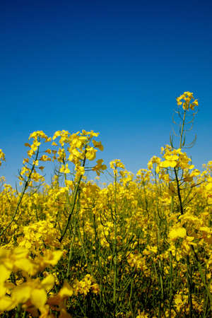 Yellow blooming rapeseed field. Rapeseed is grown for the production of animal feeds, vegetable oils and biodiesel.の写真素材