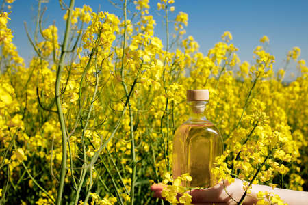 Rapeseed oil in a transparent glass bottle in hand on a background of rapeseed field.の写真素材