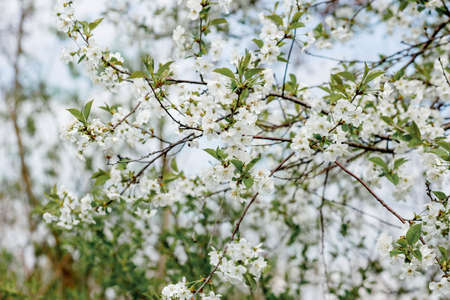 White blossom on the tree blooming in the early spring, backgroung blured. High quality photo.の写真素材