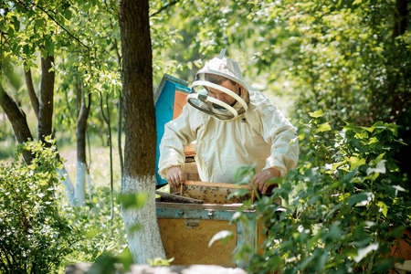 A beekeeper in a protective suit works with honeycombs. A farmer in a bee suit works with honeycombs in an apiary. Beekeeping in the countryside. Organic farming.の写真素材