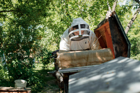 A careful beekeeper removes honeycombs with bees for inspection. Experienced beekeeper. The concept...