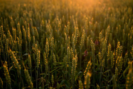Spikelets of wheat growing on field at sunset. Young spikelets with green leaves ripening farmland summer evening. Soft sunlight shines on the fresh leaves of cereals. Agriculture conceptの写真素材