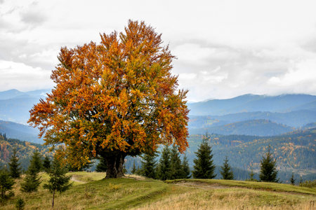 The old hornbeam tree on a mountain overlooking mountains and forests. Autumnの写真素材