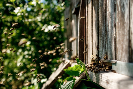 Honey bees fly near a wooden hive. Worker bees. apiculture.