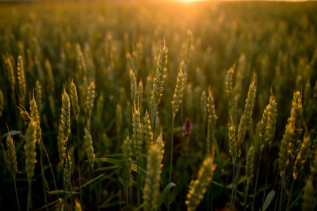 Green wheat against the background of Sunset. beautiful summer landscapeの写真素材