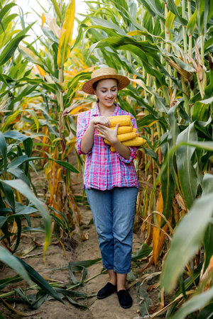 Farmer holding corn cobs in hand in corn field