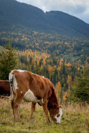 Close-up of a calf grazes on a mountain pasture, healthy calf grazes grazing.の写真素材