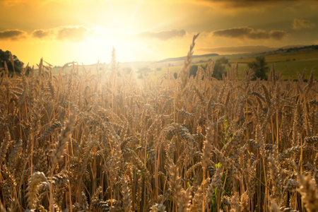 Sunset over a rye field with golden ears and cloudy sky. Wheat golden field.の写真素材