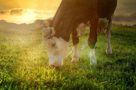 A black and white cow is grazing, eating blades of grass on a green pasture at sunset.の写真素材