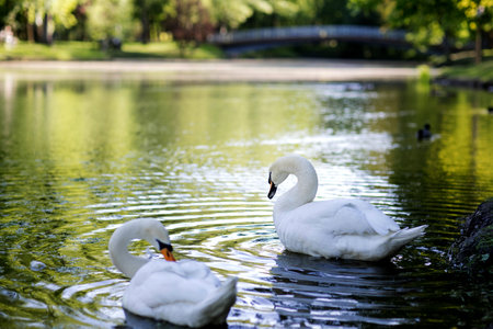 White swan is scratching itself in water in the park.の写真素材