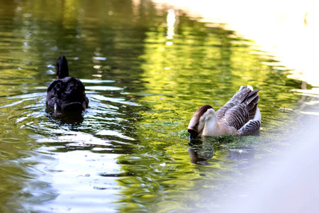 Beautiful Black Swan swimming on a lake.の写真素材