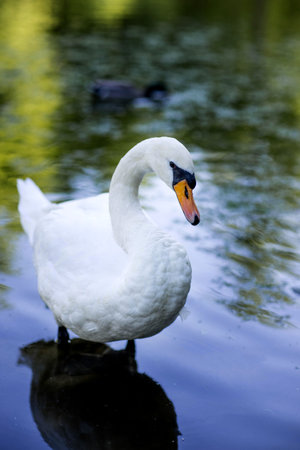 A beautiful white swan, distinguished by its yellow beak, is gracefully standing in the calm waters, enjoying its peaceful surroundingsの写真素材