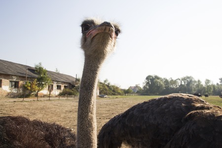 Ostrich head close up in ostrich farm. Ostriches in the paddock on the farm. Funny and strange ostrich looks into the frame with surprise. Ostrich in the paddock of the farmの写真素材