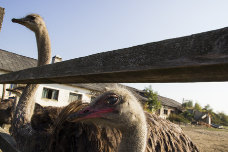 Ostrich head close up in ostrich farm. Ostriches in the paddock on the farm. Funny and strange ostrich looks into the frame with surprise. Ostrich in the paddock of the farmの写真素材