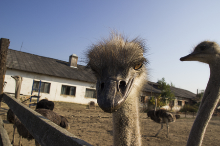 Ostrich head close up in ostrich farm. Ostriches in the paddock on the farm. Funny and strange ostrich looks into the frame with surprise. Ostrich in the paddock of the farmの写真素材