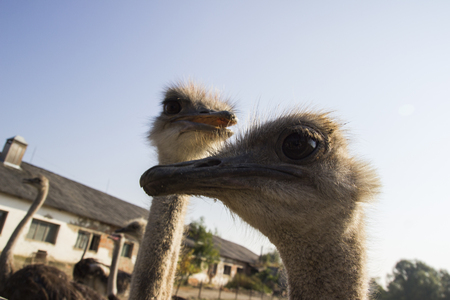 Ostrich head close up in ostrich farm. Ostriches in the paddock on the farm. Funny and strange ostrich looks into the frame with surprise. Ostrich in the paddock of the farmの写真素材