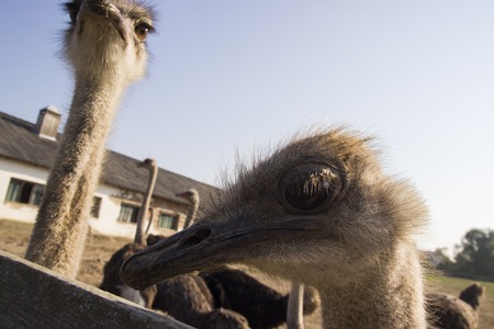 Ostrich head close up in ostrich farm. Ostriches in the paddock on the farm. Funny and strange ostrich looks into the frame with surprise. Ostrich in the paddock of the farmの写真素材