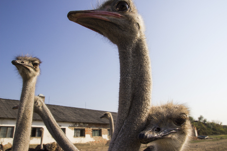 Ostrich head close up in ostrich farm. Ostriches in the paddock on the farm. Funny and strange ostrich looks into the frame with surprise. Ostrich in the paddock of the farmの写真素材