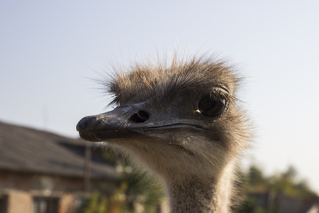 Ostrich head close up in ostrich farm. Ostriches in the paddock on the farm. Funny and strange ostrich looks into the frame with surprise. Ostrich in the paddock of the farmの写真素材