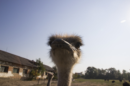 Ostrich head close up in ostrich farm. Ostriches in the paddock on the farm. Funny and strange ostrich looks into the frame with surprise. Ostrich in the paddock of the farmの写真素材