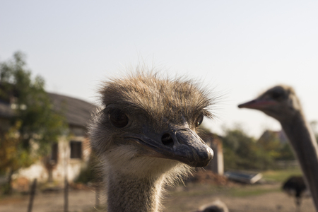 Ostrich head close up in ostrich farm. Ostriches in the paddock on the farm. Funny and strange ostrich looks into the frame with surprise. Ostrich in the paddock of the farmの写真素材