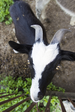 Close-up of a white black goatの写真素材