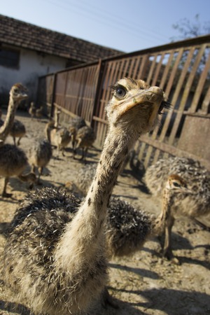 Baby ostrich head close up in ostrich farm. Ostriches in the paddock on the farm. Funny and strange ostrich looks into the frame with surprise. Little ostrich looking in the cameraの写真素材