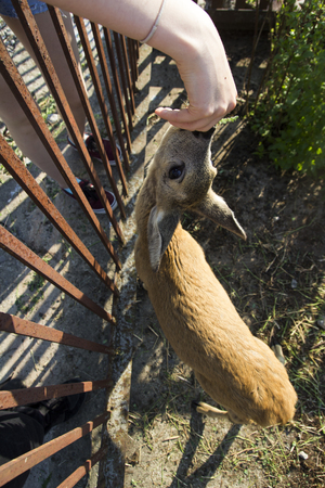 Young deer roe baby. Human feed a roe from his hand on the farmの写真素材