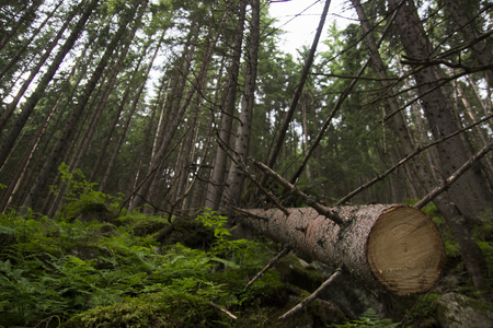 Dead trees in forest, Zakopane, Poland Tatra Mountainsの写真素材