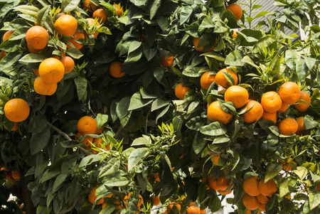 Orange trees on street of Valencia, Spain. Tangerine tree with ripe fruits on the street of Valenciaの写真素材