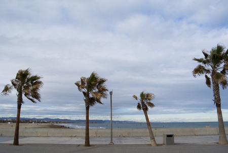 Palm trees in the beach of Valencia, Spain. Panorama of cloudy beach with waves of the sea. Empty spring beach of mediterranean sea in Valencia, Spainの写真素材