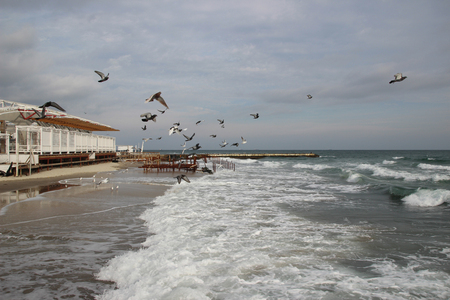 Flying seagulls at the beach. Sundown or time after the sunset with open sea and flying gullsの写真素材