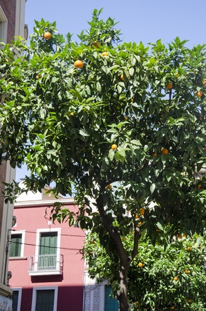 Tangerine tree. A background with orange tree, its leaves and fruits, Barcelona, Spain.の写真素材