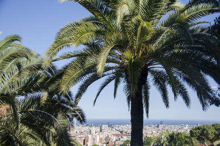 Palm trees against a blue sky and building with thin clouds in Barcelona, Spain. Beautiful blue sunny day. Palm trees in hot summer day against sky and houses.の写真素材