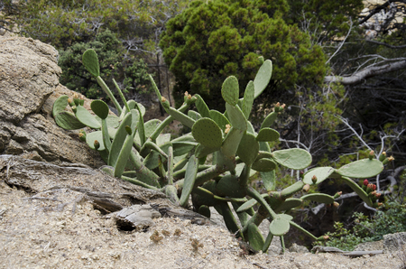 Cactus thickets. Street sketches in the town of Haria. Lanzarote. Canary Islands. Spain.の写真素材