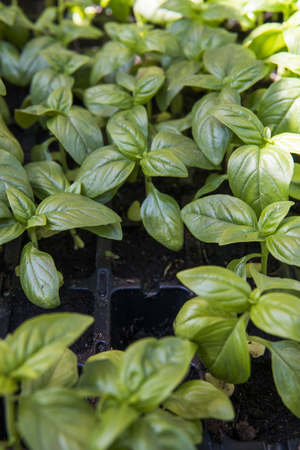 Close up on growing green organic leaves of basils. Healthy dietary food rich in microelements cellulose and vitamins. Vegeterian. vegetable diet. Kitchen cooking restaurant and cafe.の写真素材