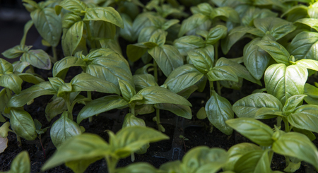 Close up on growing green organic leaves of basils. Healthy dietary food rich in microelements cellulose and vitamins. Vegeterian. vegetable diet. Kitchen cooking restaurant and cafe.の写真素材