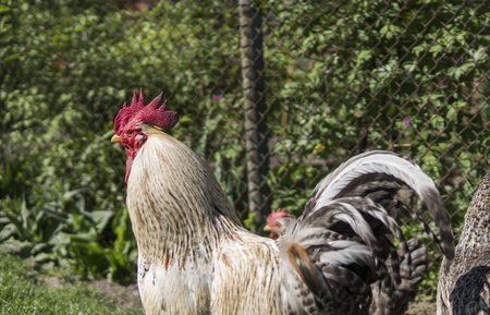 Handsome colorful rooster or fighting cock in the farm with a chickens on a background. Beautiful chicken. Game cocks. Farming. Animal.の写真素材