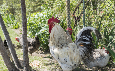 Handsome colorful rooster or fighting cock in the farm with a chickens on a background. Beautiful chicken. Game cocks. Farming. Animal.の写真素材