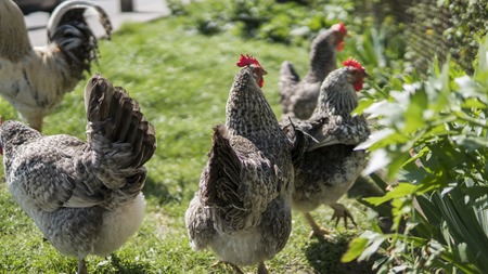 White black chickens with red head on a farm in nature. Hens in a free range farm. Chickens walking in the farm yard and feeding. Animals. Farming.の写真素材