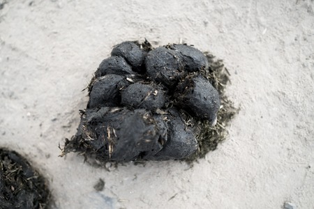 Big pile of horse manure on a sand road. A pile of fresh and smelly horse manure on a dirt road. Droppings on a street. Natural fertilizer.の写真素材