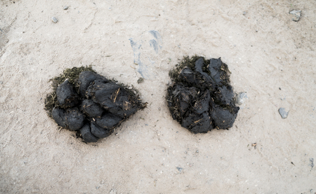 Two big pile of horse manure on a sand road. A pile of fresh and smelly horse manure on a dirt road. Droppings on a street. Natural fertilizer.の写真素材