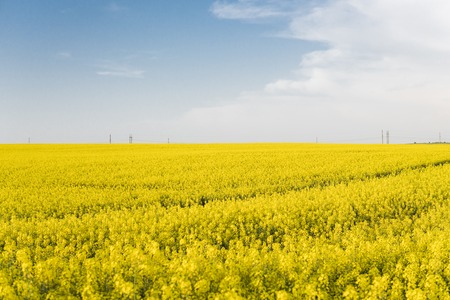 Endless rapeseed field. Rape field. Yellow rapeseed fields and blue sky with clouds in sunny weather. Agriculture.の写真素材