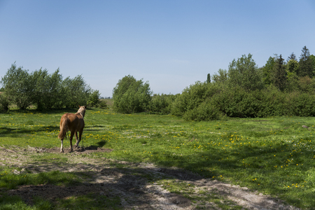 Alone brown horse on a chain grazing on green pasture with a yellow flowers against blue sky and trees. Farming. Ukrainian horses.の写真素材