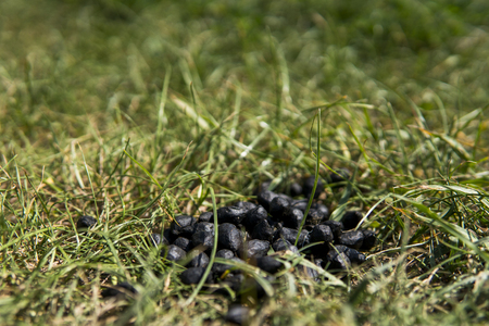 Close up black color goat excrement on a green grass ground. Natural fertilizer. Manure. Agriculture. Goat shit.の写真素材