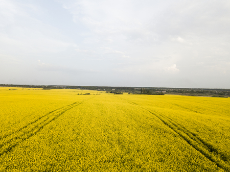 Endless rapeseed field. Rape field. Yellow rapeseed fields and blue sky with clouds in sunny weather. Agriculture.の写真素材